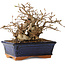 Carpinus coreana, 16 cm, ± 20 Jahre alt