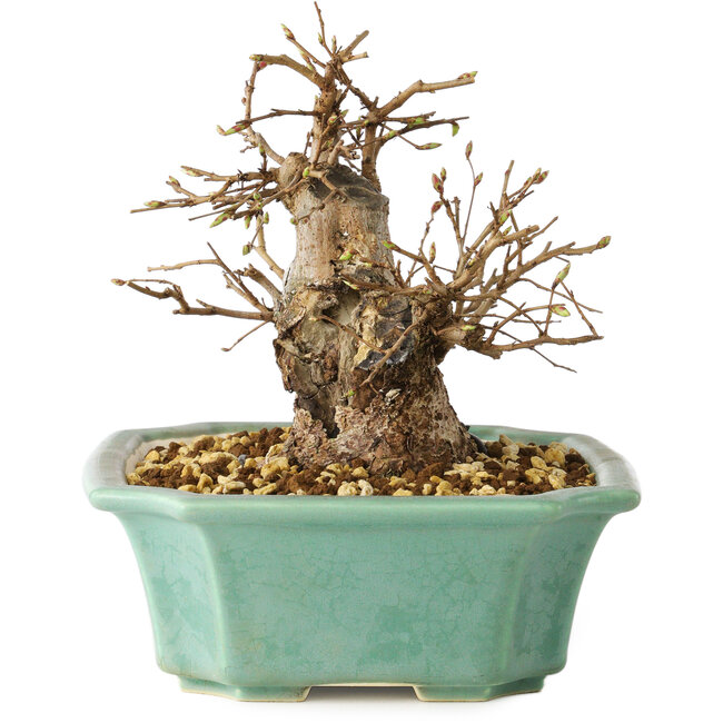 Carpinus coreana, 15 cm, ± 20 Jahre alt
