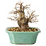 Carpinus coreana, 15 cm, ± 20 jaar oud