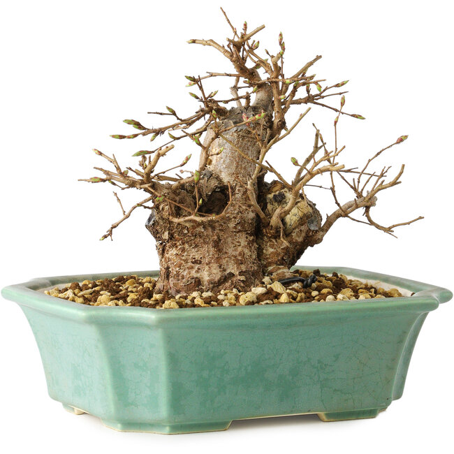 Carpinus coreana, 15 cm, ± 20 años