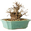 Carpinus coreana, 15 cm, ± 20 jaar oud