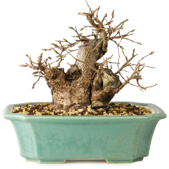 Carpinus coreana, 15 cm, ± 20 anni
