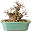 Carpinus coreana, 15 cm, ± 20 jaar oud