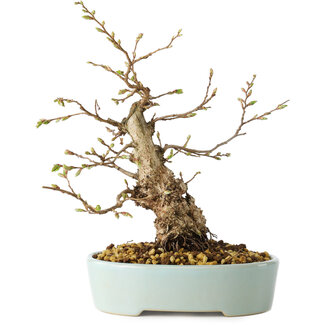 Carpinus coreana, 20 cm, ± 20 jaar oud