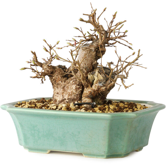 Carpinus coreana, 15 cm, ± 20 anni