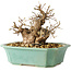 Carpinus coreana, 15 cm, ± 20 jaar oud