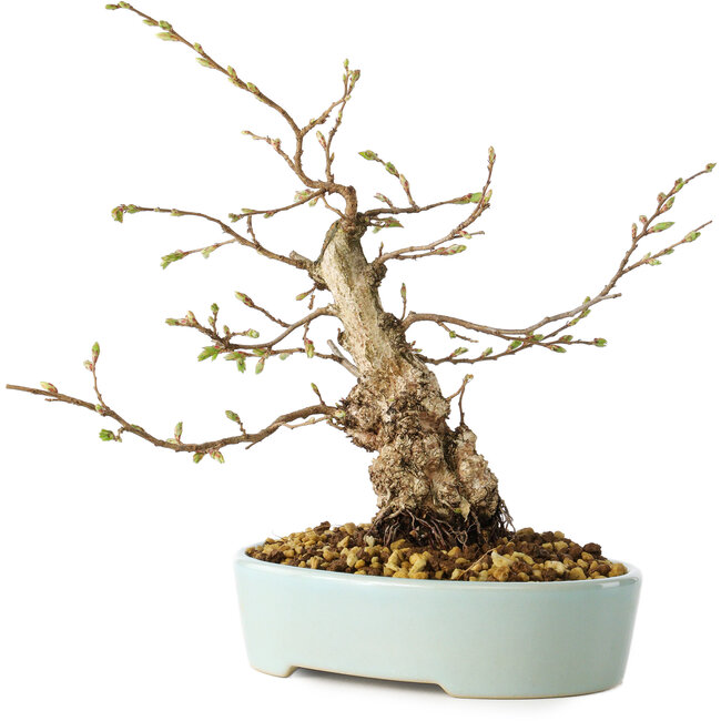Carpinus coreana, 20 cm, ± 20 ans