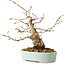 Carpinus coreana, 20 cm, ± 20 jaar oud