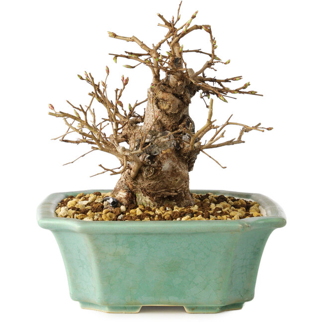 Carpinus coreana, 15 cm, ± 20 anni