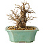 Carpinus coreana, 15 cm, ± 20 ans
