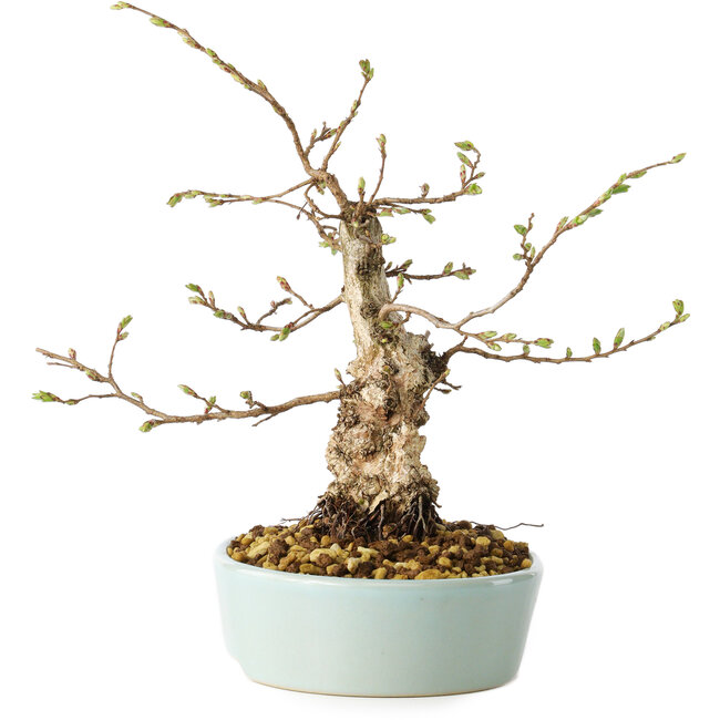 Carpinus coreana, 20 cm, ± 20 anni