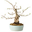 Carpinus coreana, 20 cm, ± 20 jaar oud