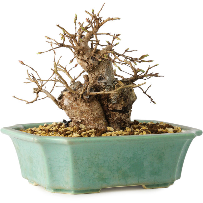 Carpinus coreana, 15 cm, ± 20 anni