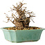 Carpinus coreana, 15 cm, ± 20 jaar oud