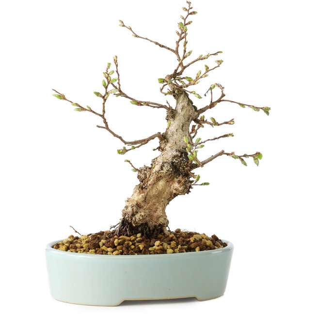 Carpinus coreana, 20 cm, ± 20 jaar oud