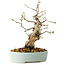 Carpinus coreana, 20 cm, ± 20 jaar oud