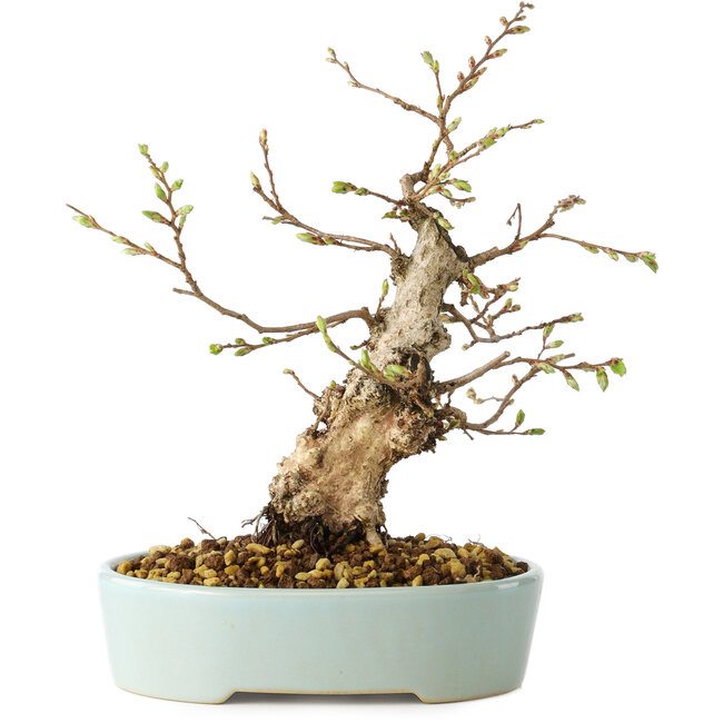 Carpinus coreana, 20 cm, ± 20 anni