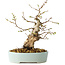 Carpinus coreana, 20 cm, ± 20 jaar oud