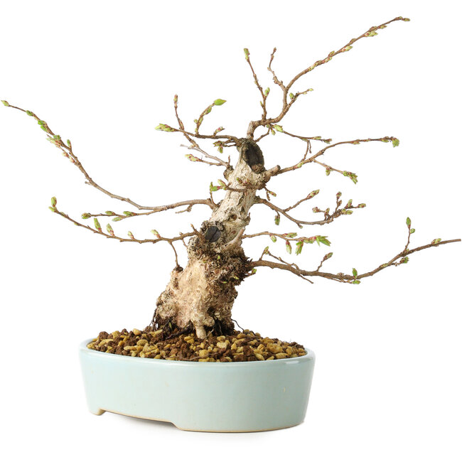 Carpinus coreana, 20 cm, ± 20 ans