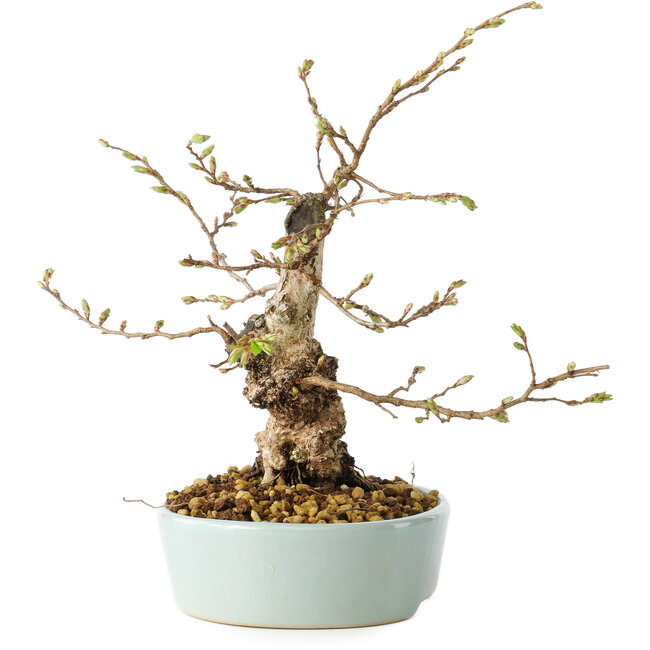 Carpinus coreana, 20 cm, ± 20 years old