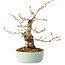 Carpinus coreana, 20 cm, ± 20 jaar oud