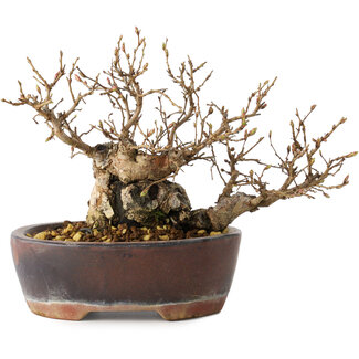 Carpinus coreana, 13 cm, ± 30 jaar oud