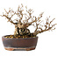 Carpinus coreana, 13 cm, ± 30 jaar oud
