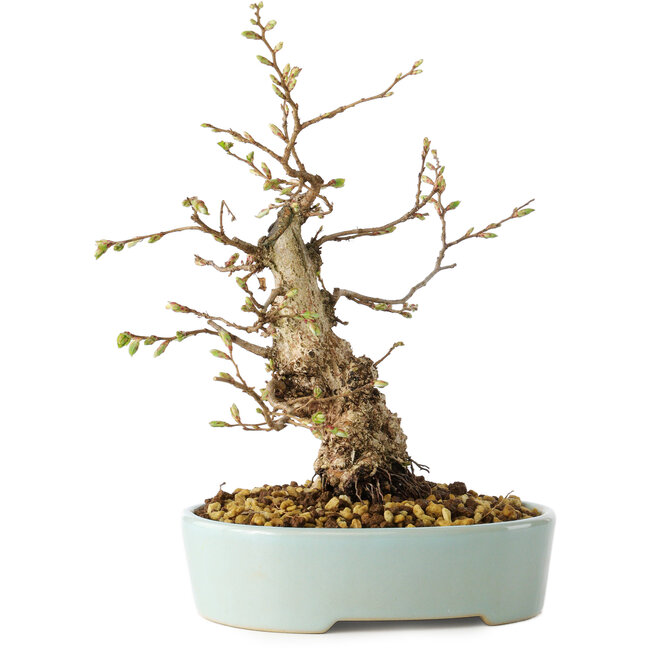 Carpinus coreana, 20 cm, ± 20 years old