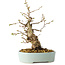 Carpinus coreana, 20 cm, ± 20 jaar oud