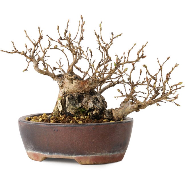 Carpinus coreana, 13 cm, ± 30 ans
