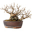 Carpinus coreana, 13 cm, ± 30 jaar oud