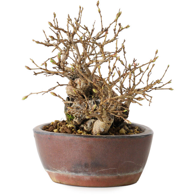 Carpinus coreana, 13 cm, ± 30 jaar oud