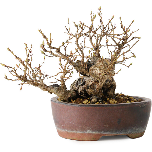Carpinus coreana, 13 cm, ± 30 anni