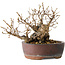 Carpinus coreana, 13 cm, ± 30 jaar oud