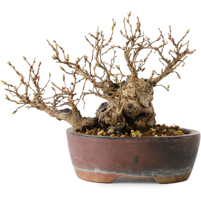 Carpinus coreana, 13 cm, ± 30 anni