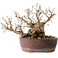Carpinus coreana, 13 cm, ± 30 jaar oud