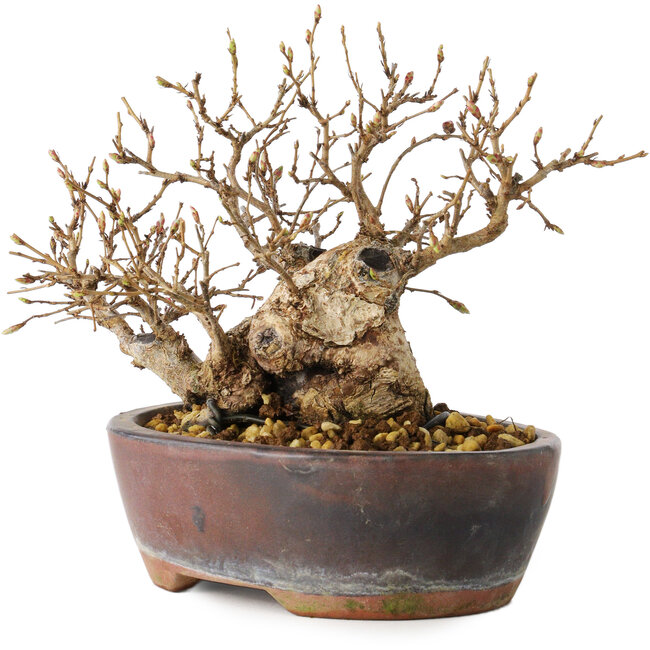 Carpinus coreana, 13 cm, ± 30 jaar oud