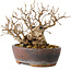 Carpinus coreana, 13 cm, ± 30 jaar oud