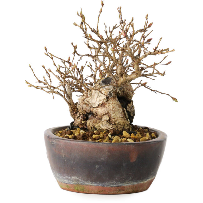 Carpinus coreana, 13 cm, ± 30 years old