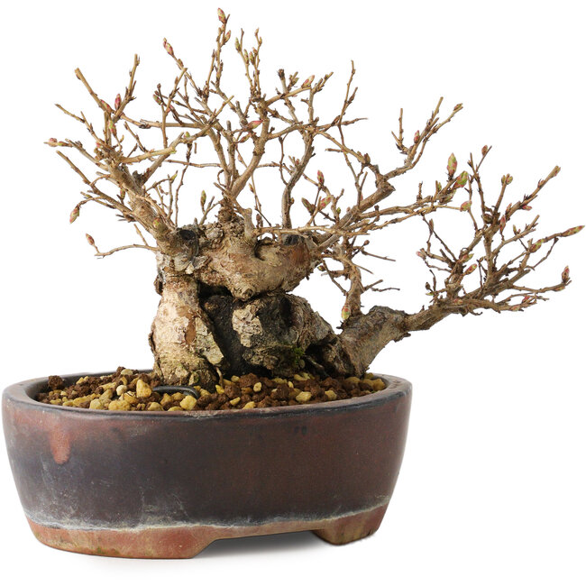 Carpinus coreana, 13 cm, ± 30 years old