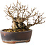Carpinus coreana, 13 cm, ± 30 jaar oud
