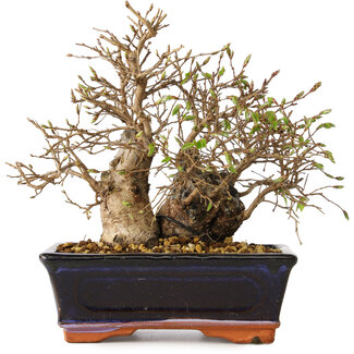 Carpinus coreana, 18 cm, ± 30 jaar oud