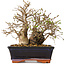 Carpinus coreana, 18 cm, ± 30 jaar oud