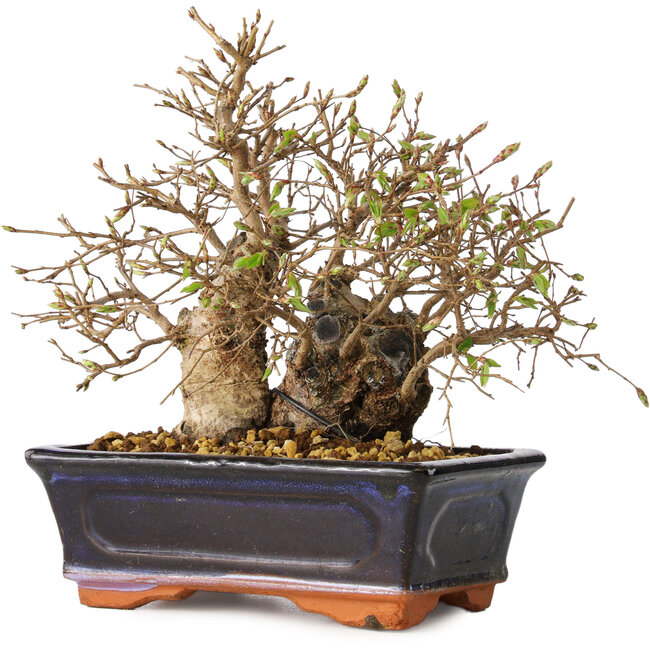 Carpinus coreana, 18 cm, ± 30 years old