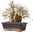 Carpinus coreana, 18 cm, ± 30 jaar oud
