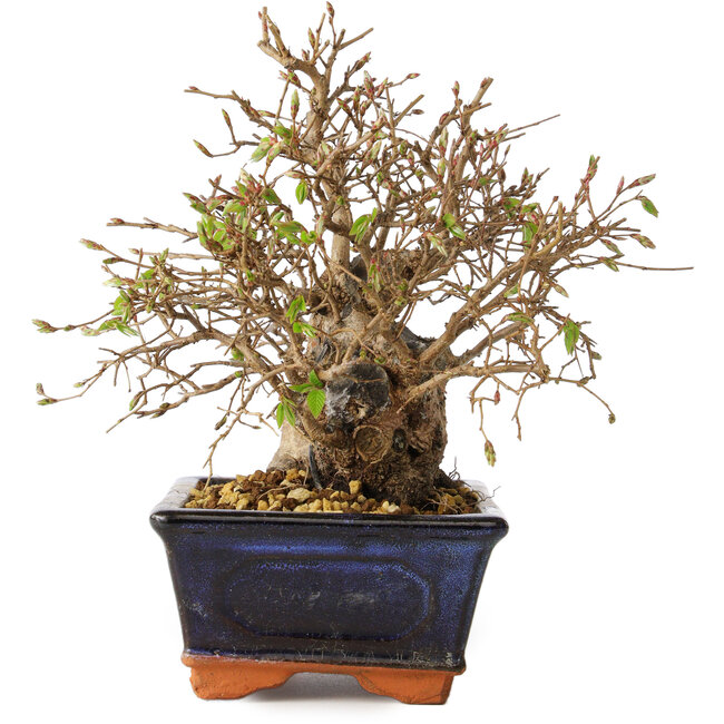 Carpinus coreana, 18 cm, ± 30 años