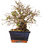 Carpinus coreana, 18 cm, ± 30 jaar oud