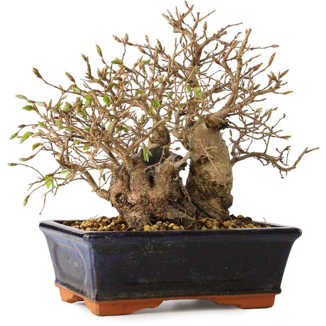 Carpinus coreana, 18 cm, ± 30 años