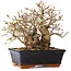 Carpinus coreana, 18 cm, ± 30 jaar oud