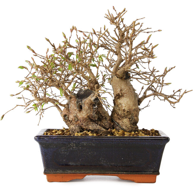 Carpinus coreana, 18 cm, ± 30 years old